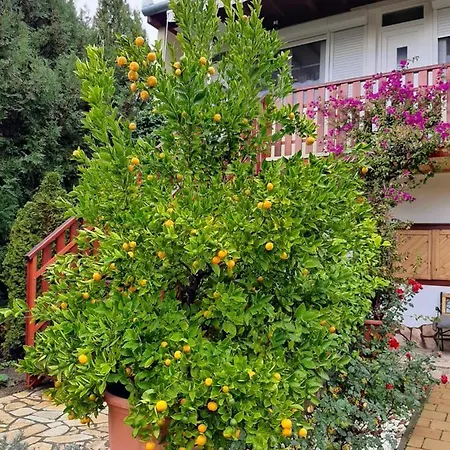 Rozsakert Vendeghaz * 西格利盖特