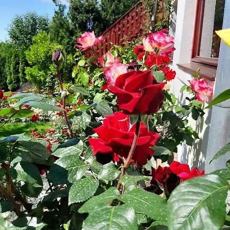 Rozsakert Vendeghaz 西格利盖特